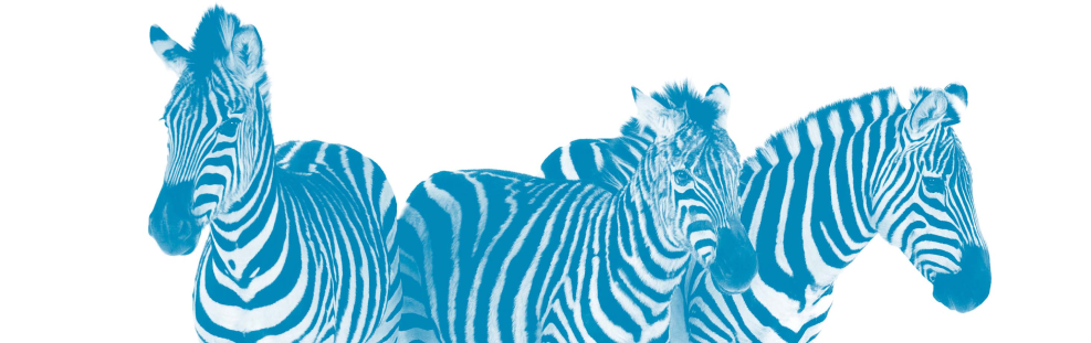 Blue Zebra Insurance | About