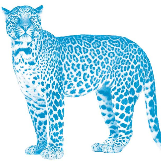 Blue Zebra Insurance | Products