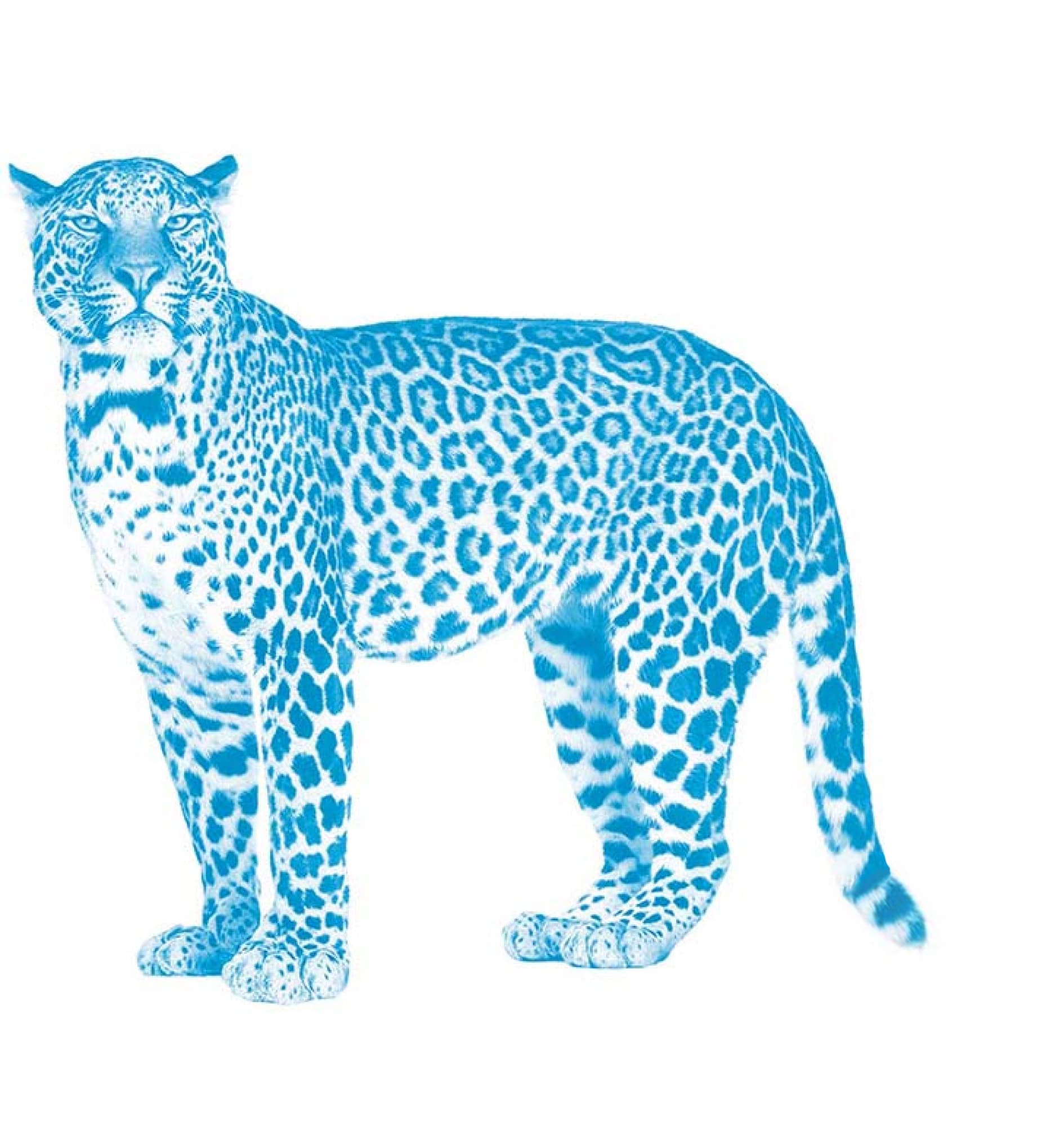 Blue Leopard