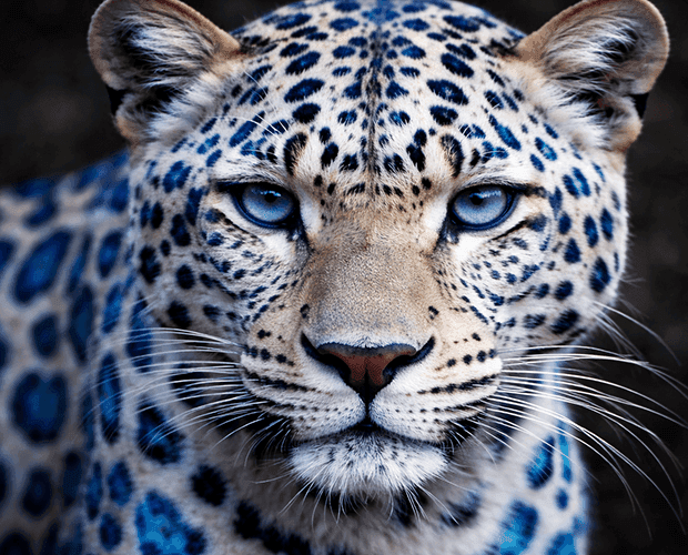 Blue Zebra team members